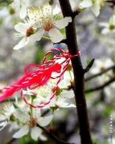 martisor