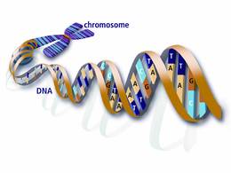 Y-Chromosome_DNA_with_Features