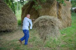 large_hay5113